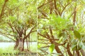 ɭ��ϵ+С����=�����Ĵ���