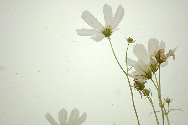 �쳾���꣬�����˸�������