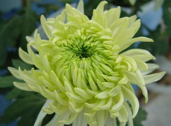 菊花茶:淡雅伴侣