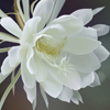 Doris�ľ���