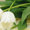 ǳǳ˼�䣬��������