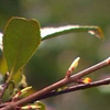 <em>Ʒζ</em>ϸ������Ĺ�������