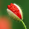 <em>ī</em>Ⱦ���ϣ���д����