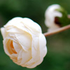��˼�ҡ���<em>Ե</em>ǳ���쳾һ�ε�ָ��