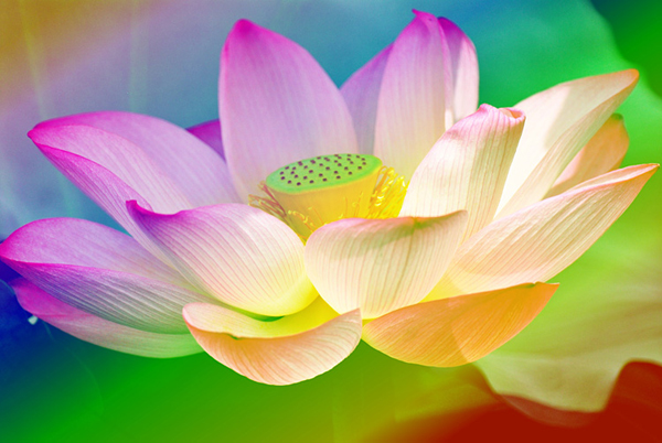 来生我若为莲,花开花落只为你