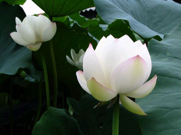有一抹轻愁氤氲在轻言絮语间